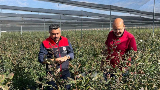 Gölbaşı’nda Yaban Mersini Yetiştiriciliği Gelişiyor — Fotoğraf 2
