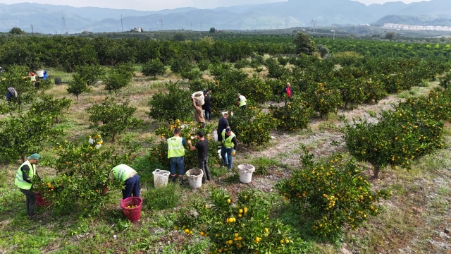 Hatay’da öğrencilere 100 ton mandalina dağıtıldı