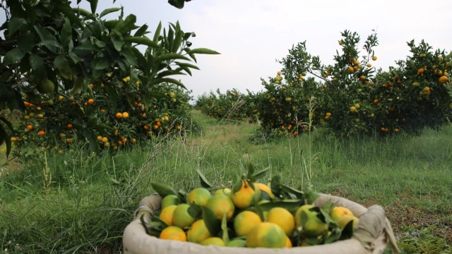 Hatay’da öğrencilere 100 ton mandalina dağıtıldı — Fotoğraf 2