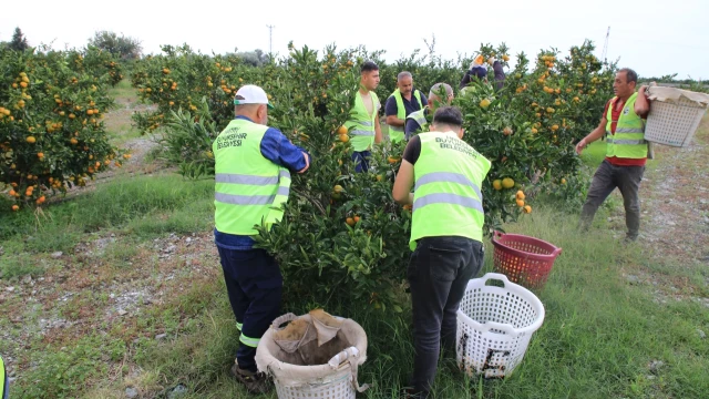 Hatay’da öğrencilere 100 ton mandalina dağıtıldı — Fotoğraf 3