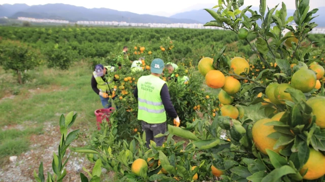 Hatay’da öğrencilere 100 ton mandalina dağıtıldı — Fotoğraf 4