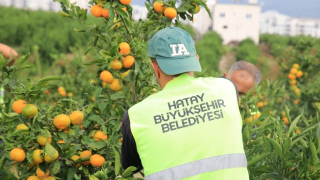 Hatay’da öğrencilere 100 ton mandalina dağıtıldı — Fotoğraf 5