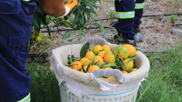 Hatay’da öğrencilere 100 ton mandalina dağıtıldı — Fotoğraf 6
