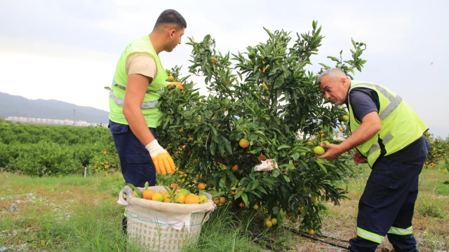 Hatay’da öğrencilere 100 ton mandalina dağıtıldı — Fotoğraf 7