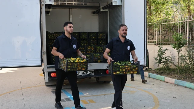 Hatay’da öğrencilere 100 ton mandalina dağıtıldı — Fotoğraf 16