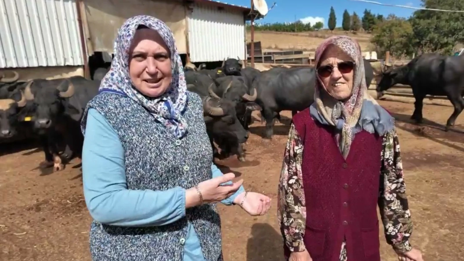 Karacakılavuz'da manda üretimiyle işini büyüten kadın çiftçiler: Küçük başladık, beş yıldır sürüyoruz