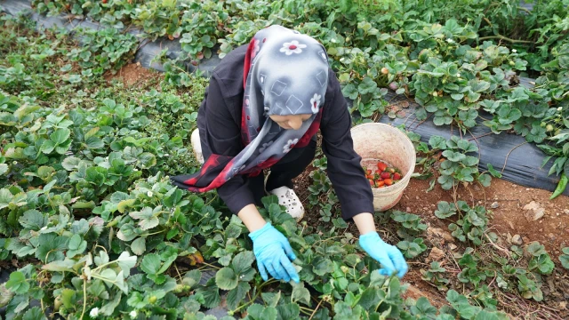 Kahramanmaraş’ta Kadın Üreticiler Dijital Pazara Açılıyor — Fotoğraf 7
