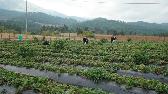 Kahramanmaraş’ta Kadın Üreticiler Dijital Pazara Açılıyor — Fotoğraf 8