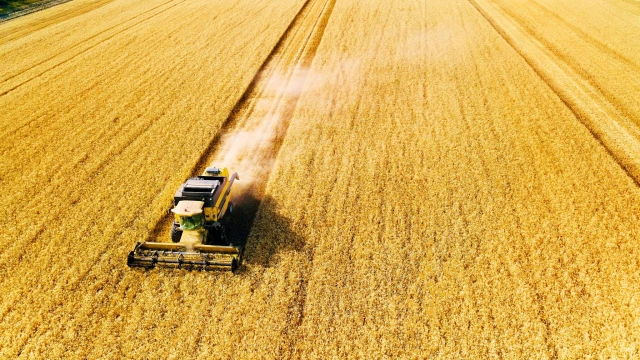 Küresel buğday ihracatında 9,3 milyon tonluk büyük düşüş