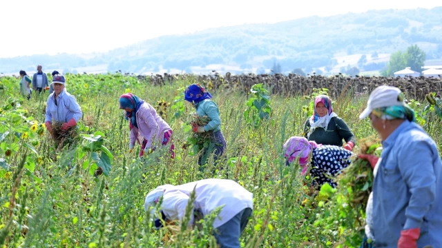 Ladik Fasulyesinde Hasat Başladı, Üretici Güvenceye Alındı