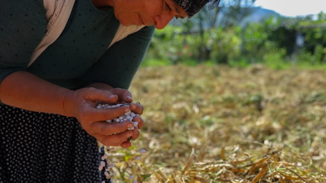 Ladik Fasulyesinde Hasat Başladı, Üretici Güvenceye Alındı — Fotoğraf 1