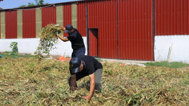 Ladik Fasulyesinde Hasat Başladı, Üretici Güvenceye Alındı — Fotoğraf 3