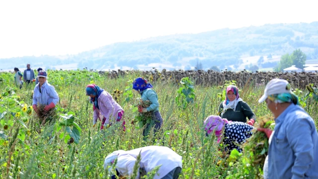 Ladik Fasulyesinde Hasat Başladı, Üretici Güvenceye Alındı — Fotoğraf 4