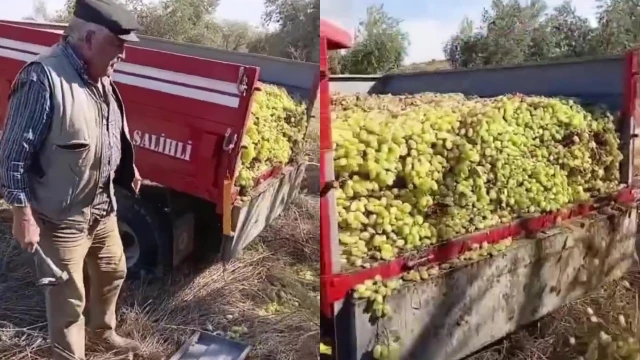 Manisa’da Üzüm Üreticisi: “Sözün Bittiği Yerdeyiz”
