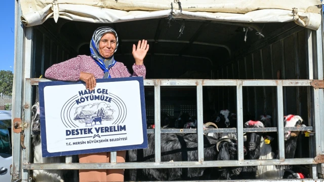 Mersin’de 347 zeytin üreticisine hasat makinesi desteği