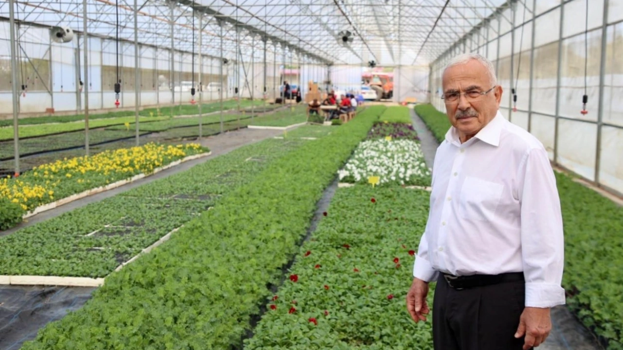 Ordu’da 550 bin kışlık çiçek dikime hazırlanıyor
