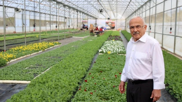 Ordu’da 550 bin kışlık çiçek dikime hazırlanıyor