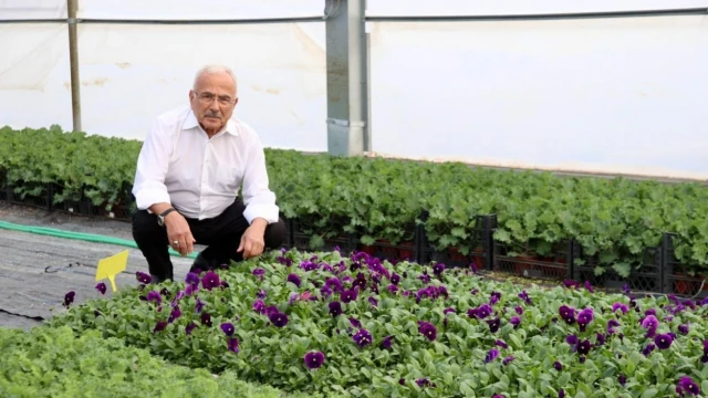 Ordu’da 550 bin kışlık çiçek dikime hazırlanıyor — Fotoğraf 4