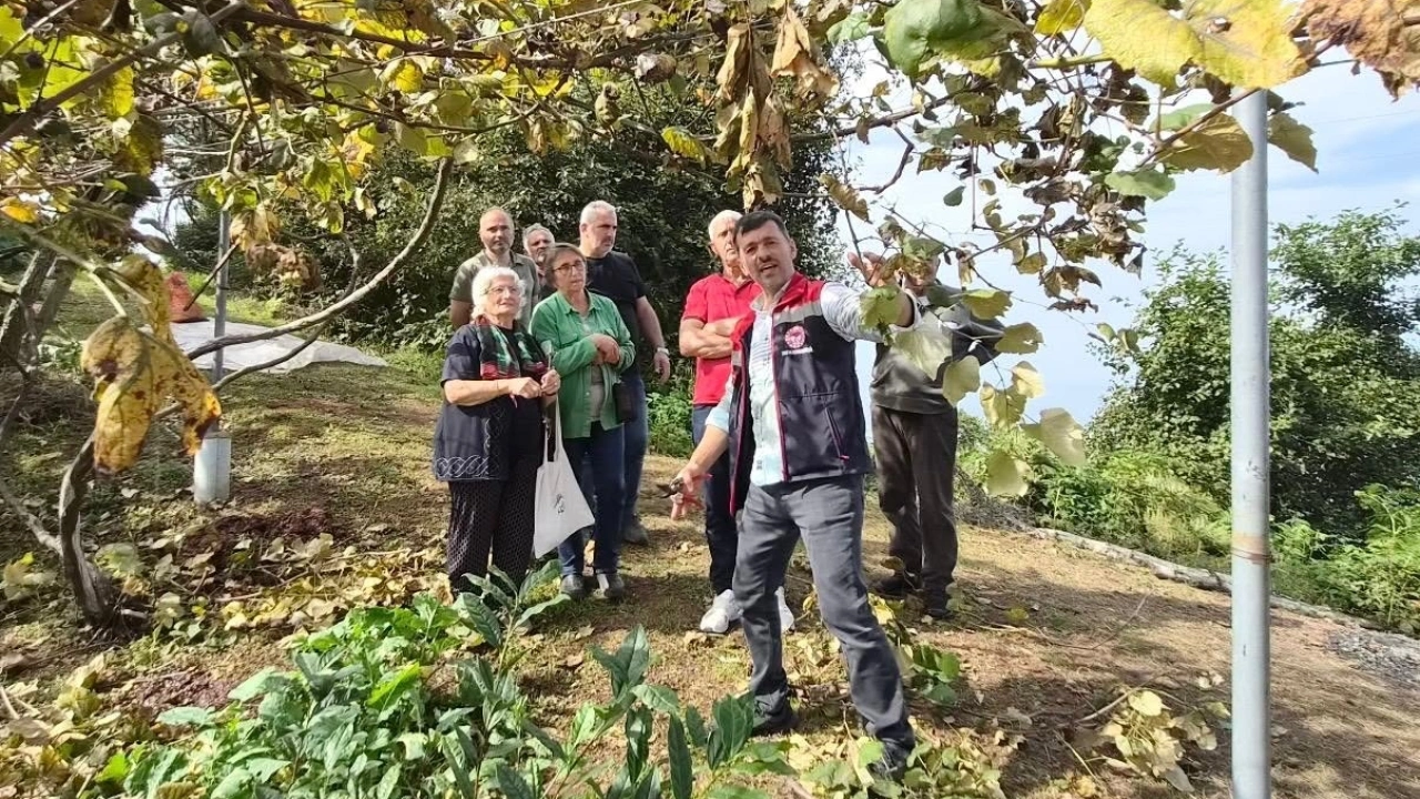 Rize Kokulu Üzümü için üreticilere belge çağrısı