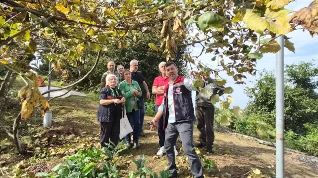 Rize Kokulu Üzümü için üreticilere belge çağrısı — Fotoğraf 1