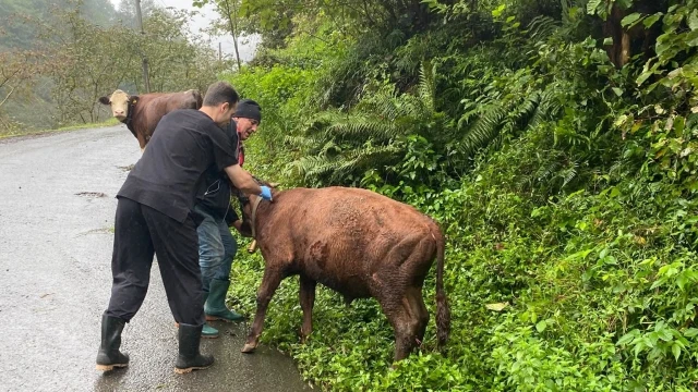 Rize’de 20 bine yakın büyükbaş hayvana şap aşısı yapılacak