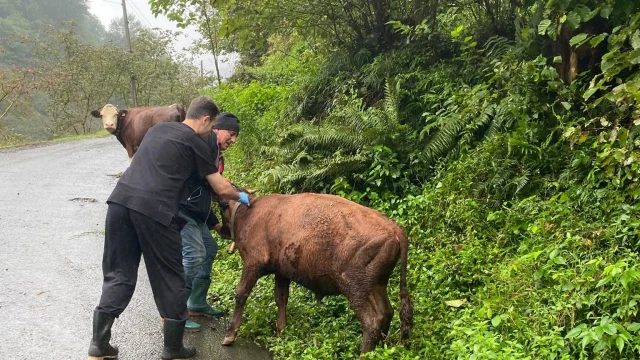Rize’de 20 bine yakın büyükbaş hayvana şap aşısı yapılacak — Fotoğraf 1