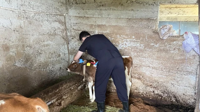 Rize’de 20 bine yakın büyükbaş hayvana şap aşısı yapılacak — Fotoğraf 3