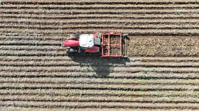 Rusya'da Patates Üretiminde Düşüş Beklentisi: Fiyatlar Yüzde 24,6 Arttı