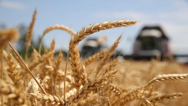 Rusya’da tahıl hasadı 135 milyon tona ulaştı