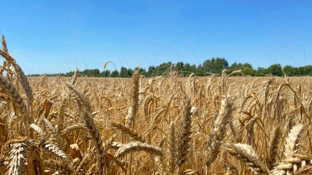 Rusya’nın tahıl üretim ve ihracat tahmini düşürüldü