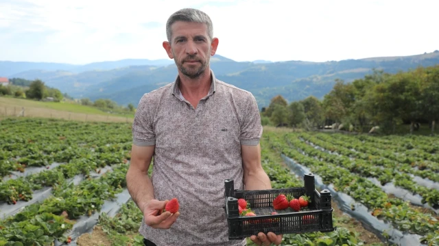 Samsun’da 56 üreticiye çilek üretimi desteği verildi