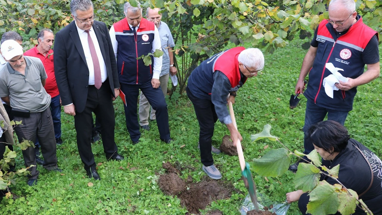 Samsun’da fındık verimini artıracak FINDEK Projesi başladı