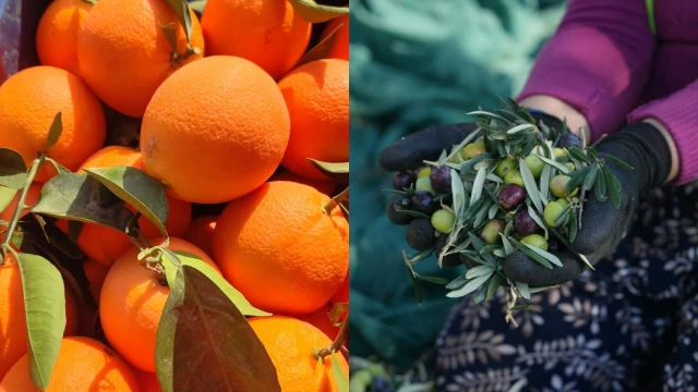 Sarıbal: Zeytin ve narenciyede üretici zarar ediyor