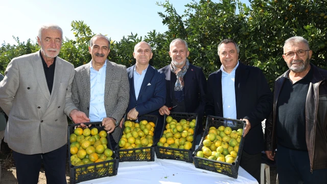 Satsuma mandalinasında ihracat sezonu başladı