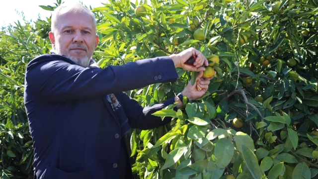 Satsuma mandalinasında ihracat sezonu başladı — Fotoğraf 1