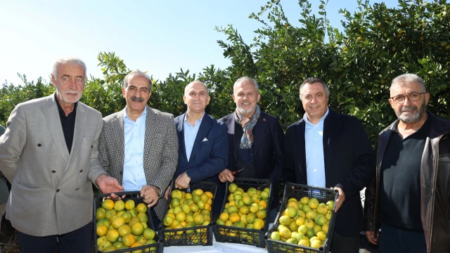 Satsuma mandalinasında ihracat sezonu başladı — Fotoğraf 3
