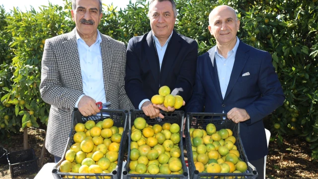Satsuma mandalinasında ihracat sezonu başladı — Fotoğraf 5
