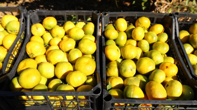 Satsuma mandalinasında ihracat sezonu başladı — Fotoğraf 12