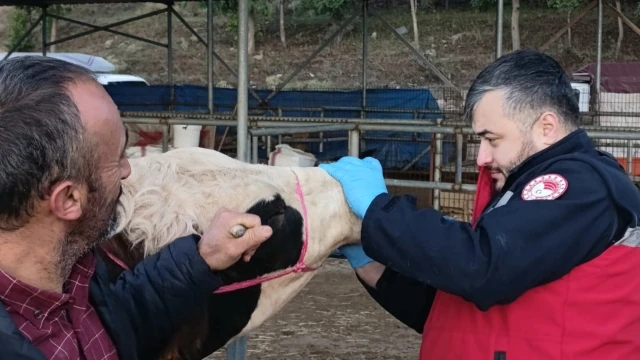 Şebinkarahisar Hayvan Pazarında Kontroller Sıkılaştırıldı