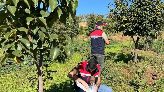 Siirt’te Akdeniz meyve sineğine karşı takip sürüyor — Fotoğraf 2