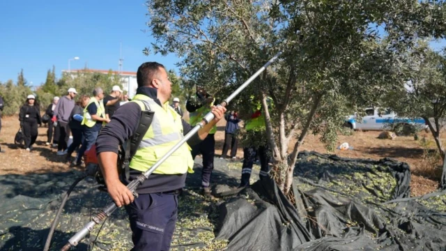Tekirdağ’da üniversite öğrencileri zeytin hasadına katıldı — Fotoğraf 1