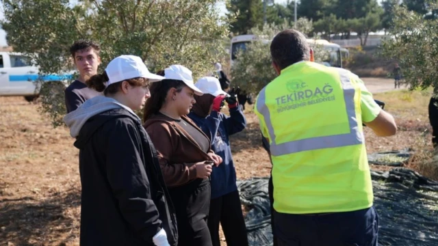 Tekirdağ’da üniversite öğrencileri zeytin hasadına katıldı — Fotoğraf 3
