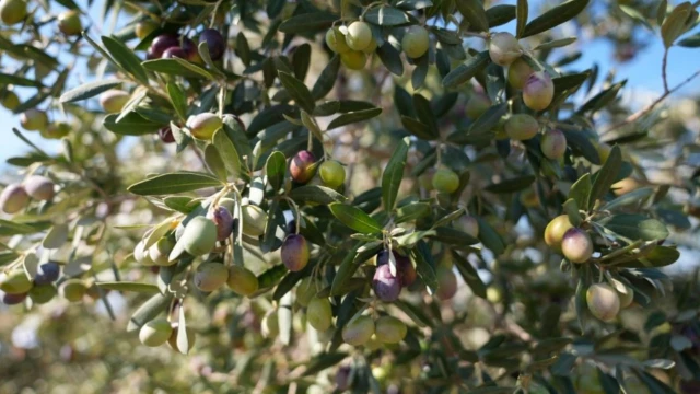 Tekirdağ’da üniversite öğrencileri zeytin hasadına katıldı — Fotoğraf 5