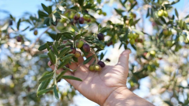 Tekirdağ’da üniversite öğrencileri zeytin hasadına katıldı — Fotoğraf 6