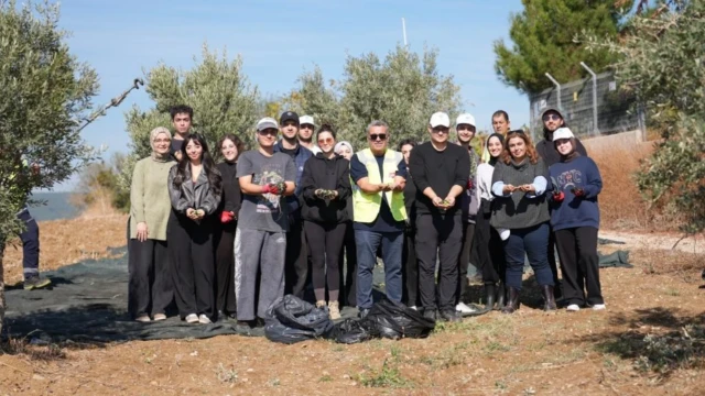 Tekirdağ’da üniversite öğrencileri zeytin hasadına katıldı — Fotoğraf 7