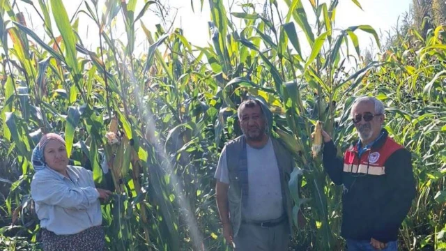 Tokat’ta silajlık mısır demonstrasyonunda 8 ton verim alındı — Fotoğraf 4