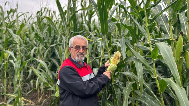 Tokat’ta silajlık mısır demonstrasyonunda 8 ton verim alındı — Fotoğraf 5