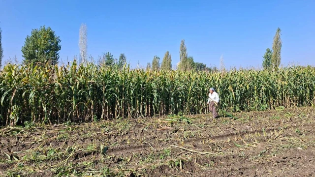Tokat’ta silajlık mısır demonstrasyonunda 8 ton verim alındı — Fotoğraf 6