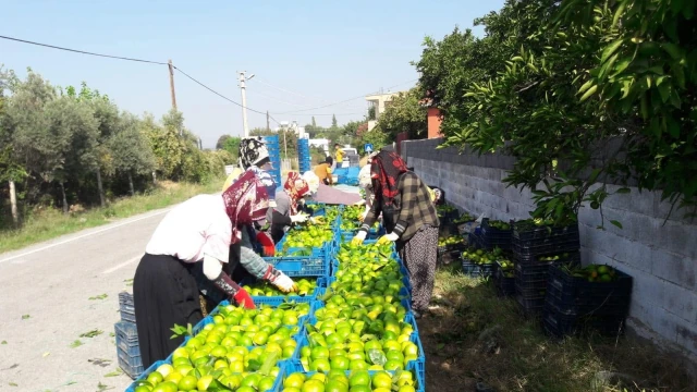 TZOB: Limonun Üretici-Market Farkı Yüzde 633,4