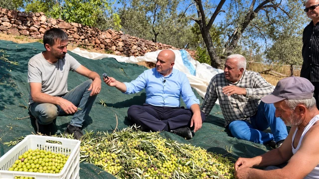 Üretici anlattı: Zeytin tarlada 50, markette 419 TL